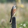 [Red-backed Shrike]