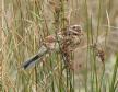 [Reed Bunting]