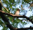 [Spotted Flycatcher]