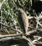 [Squacco Heron]
