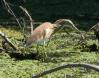 [Squacco Heron]
