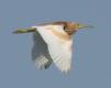 [Squacco Heron]