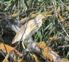 [Squacco Heron]