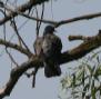 [Stock Pigeon]