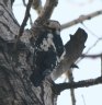 [Syrian Woodpecker]