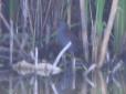 [Water Rail]