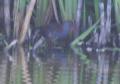 [Water Rail]