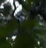 [White-backed Woodpecker]