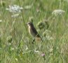 [Whinchat]