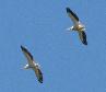 [White Pelican]