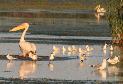 [White Pelican]