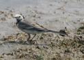[White Wagtail]