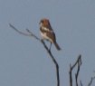 [Woodchat Shrike]