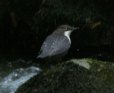 [White-throuated Dipper]
