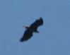 [White-tailed Eagle]