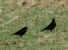 [Alpine Chough]