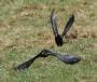 [Alpine Chough]