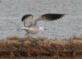 [Andouin's Gull]