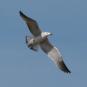 [Andouin's Gull]
