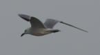 [Andouin's Gull]