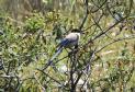 [Azure-winged Magpie]