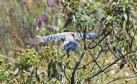 [Azure-winged Magpie]