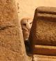 [Barn Owl]