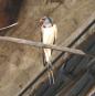[Barn Swallow]