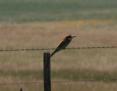 [Bee Eater]