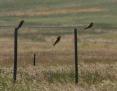 [Bee Eater]