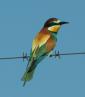 [Bee Eater]
