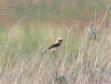 [Black-eared Wheatear]