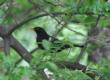[Blackbird]