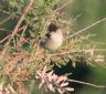 [Blackcap]