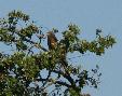 [Black Kite]