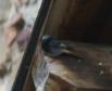 [Black Redstart]