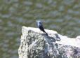 [Blue Rock Thrush]