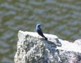 [Blue Rock Thrush]