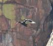 [Black Stork]