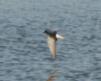 [Black Tern]