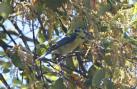 [Blue Tit]