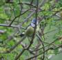 [Blue Tit]