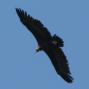[Black Vulture]