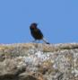 [Black Wheatear]
