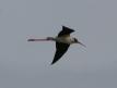 [Black-winged Stilt]