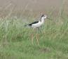 [Black-winged Stilt]