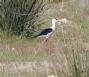 [Black-winged Stilt]