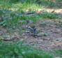 [Chaffinch]