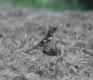 [Chaffinch]