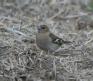 [Chaffinch]